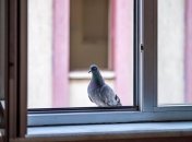 Наші пращури вірили в прикмети з птахами