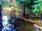 Прокуратура устанавливает причины загрязнения курортной зоны на Донетчине