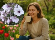 Ампельная петуния Тайдал Сильвер