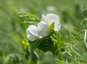 Яке свято 9 травня: народні прикмети і заборони