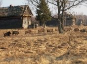 "Зона отчуждения" в Чернобыле стала раем для дикой природы 