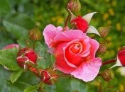 Трогательные поздравления с днем рождения на 3 июля