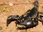 Ученые обнаружили останки древнего морского монстра 