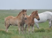 Netflix показал возрождение природы в Чернобыле