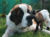 Иногда размер не повод судить о характере