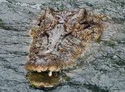 Полиция ищет мальчика, которого затянул в воду крокодил