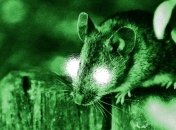 Биологи наделили мышей "суперзрением"