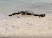 В США на пляж выбросило тело загадочного существа