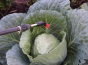 Боремося з білокрилкою на капусті