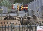 После пожара в Лондонском зоопарке пропали животные