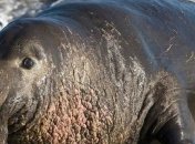 Морские слоны помогли открыть тайну Антарктики 
