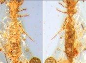 Ученые нашли микро скорпиона мезозойского периода