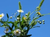 Приметы и обряды на 2 июля - День Зосима