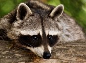 Забавные животные, которым плевать, что о них подумают люди