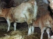 Молокоперерабатывающие предприятия привлекут к ответственности