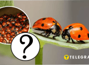 Нашествие божьих коровок в Украине