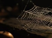 Паукам в доме не место