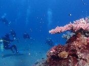 Напечатанные коралловые рифы: технология, которая разнообразит подводную экосистему