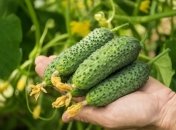 Нашатирний спирт може бути використаний для лікування хвороб у рослин