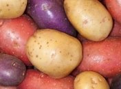 Ученые вывели новый сорт полезного цветного картофеля
