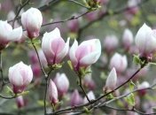 Зима так и не пришла: метеорологам сложно определить приход весны