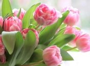 Лучшие поздравления с наступающим 8 марта: оригинальные стихи и открытки