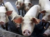 Россия ужесточила проверку грузов из Украины из-за свинной чумы