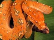 В Соединенных Штатах началась охота на питонов