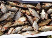 Стали известны данные о вылове рыбы в водоемах Украины