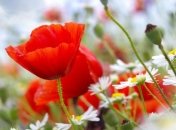 Прогноз погоды в Украине на 10 июня: жарко, возможны кратковременные дожди