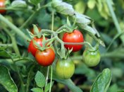 Помидоры вырастут здоровыми, если вовремя посеять рассаду