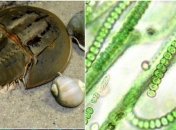 "Живые ископаемые": 10 самых древних животных на планете