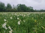 Долину нарциссов открыли для посещения