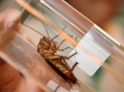 Во Флориде скончался победитель конкурса по поеданию тараканов