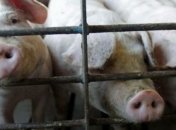 В пяти областях Украины зарегистрированы случаи АЧС