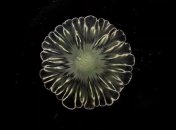 Покруче ван Гога: замечен новый природный художник (Видео)