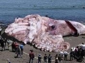 Гигантский кальмар размером в 50 метров найден на побережье  