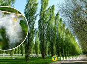 Вызывает ли пух тополя аллергию