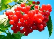 5 августа 2015, примета дня. Калиновые чудеса