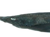 Apristurus ovicorrugatus