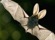 Ученые: летучие мыши являются главным источником смертельных инфекций