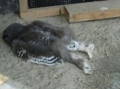 "Типичные трудовые будни": совята умилили сеть своей любимой позой для сна (Фото)