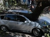 В центре Львова на нардепа упало дерево