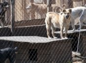 Пожар в приюте для животных на Киевщине квалифицировали как поджог