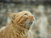 По усам кота можно определять его настроение