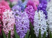 Гиацинты нуждаются в правильном уходе (изображение создано с помощью ИИ)