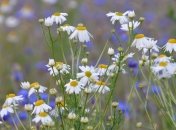 Приметы и обряды на 14 июня - Устинов день