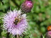 Тихонов день: народные приметы и запреты 29 июня