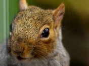 Белки могут распространять неизвестный вирус