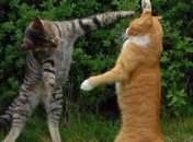 Юмор да и только: веселая подборка для настроения